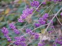 Bodinier's beautyberry