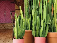 Euphorbia ingens