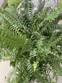 Southern Sword Fern photo by a Botan App user