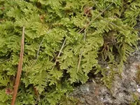 brocade moss (Callicladium imponens) plant