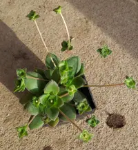 Rock Stonecrop