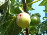 Fig tree