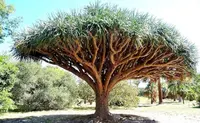 Canary Islands dragon tree