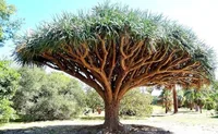 Canary Islands dragon tree (Dracaena draco) plant
