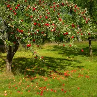 common apple