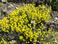 Alyssum cuneifolium (Alyssum cuneifolium) plant