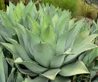 Agave flexispina (Agave flexispina) plant