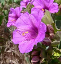 Colorado four o'clock (Mirabilis multiflora) plant