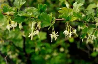 snow currant