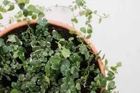 Ficus pumila
