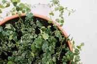 Ficus pumila