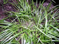 James' sedge (Carex jamesii) plant