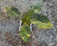 Elephant's Ear