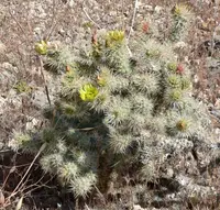 Wiggins' cholla
