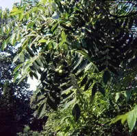 Japanese walnut
