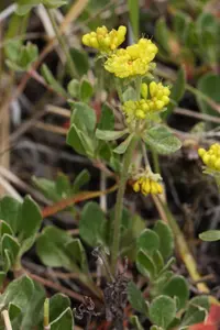 sulphur-flower buckwheat (Eriogonum umbellatum) plant