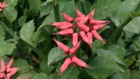 Devil's Backbone (Euphorbia tithymaloides) plant