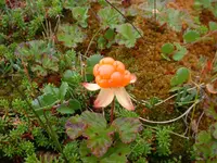 cloudberry