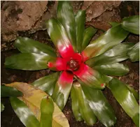 blushing bromeliad