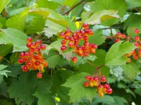 Snowball tree (Viburnum opulus) plant
