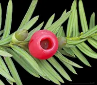 English yew (Taxus baccata) plant