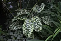 Dracaena zebra (Dracaena zebra) plant