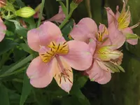Peruvian Lily