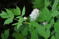 Baneberry
