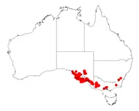 rock wattle