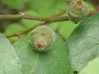 creek sandpaper fig
