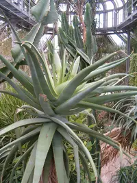 tilt-head aloe (Aloe speciosa) plant