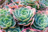 Echeveria pulidonis