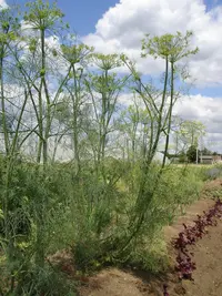 dill