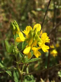 Trigonella esculenta