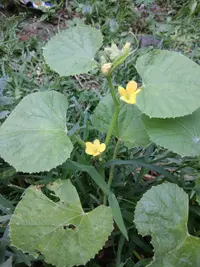 Cantaloupe