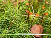 Common Haircap Moss
