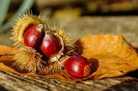Sweet Chestnut (Castanea sativa) plant