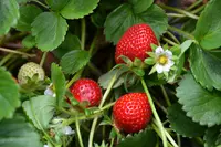 Fragaria x ananassa 'Chandler'