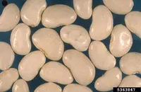 sieva bean