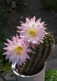 Easter lily cactus