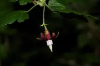 canyon gooseberry