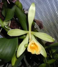 West Indian vanilla (Vanilla pompona) plant