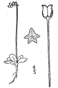 hairy butterwort