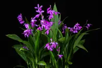 Chinese ground orchid