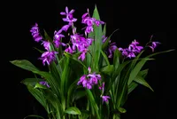 Chinese ground orchid (Bletilla striata) plant