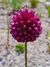 Drumstick allium