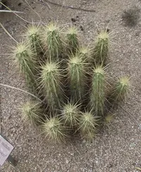 Nichol's hedgehog cactus