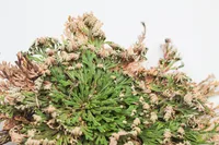 Selaginella lepidophylla