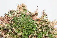 Selaginella lepidophylla