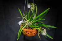 Lady of the Night Orchid